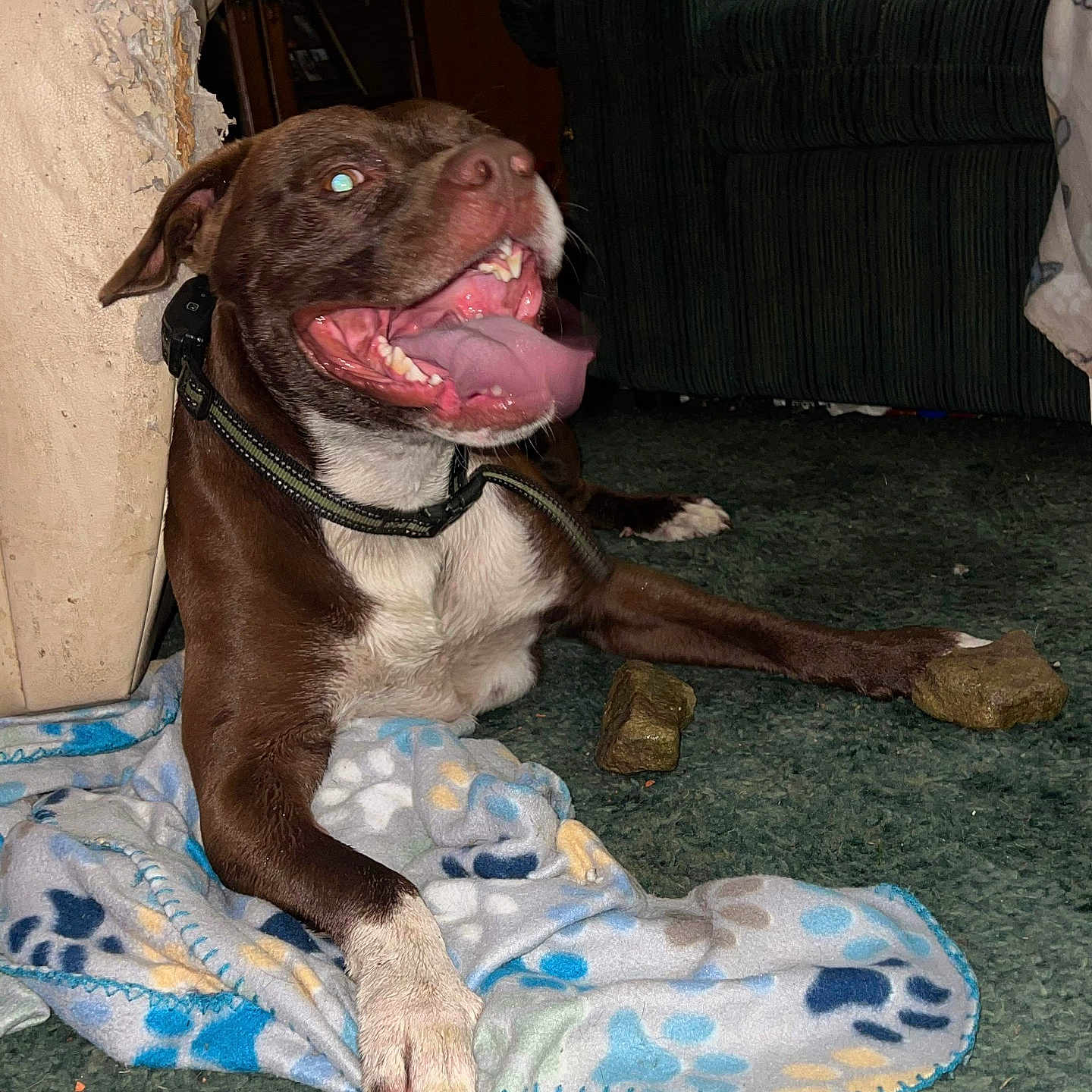 Dozer joined the competition — help win amazing prizes! animal, architecture, ball, bodypart, building, bulldog, canine, couch, cushion, dog, furniture, homedecor, hound, indoors, livingroom, mouth, person, pet, puppy, room