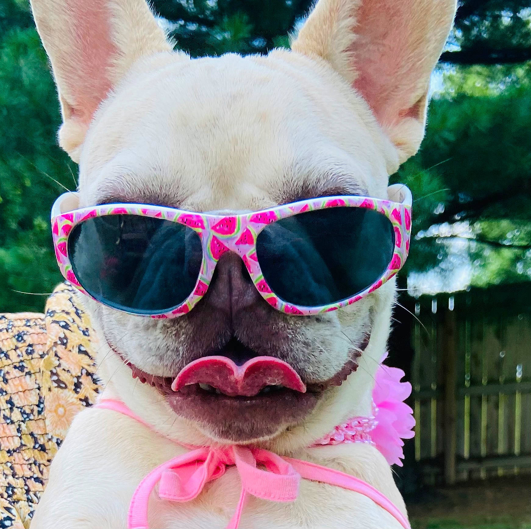 Greta joined the competition — help win amazing prizes! carnivore, companion_dog, cool, dog, dog_breed, dog_supply, eyewear, fawn, glasses, goggles, grass, head, magenta, organ, pink, plant, snout, sunglasses, vision_care, white