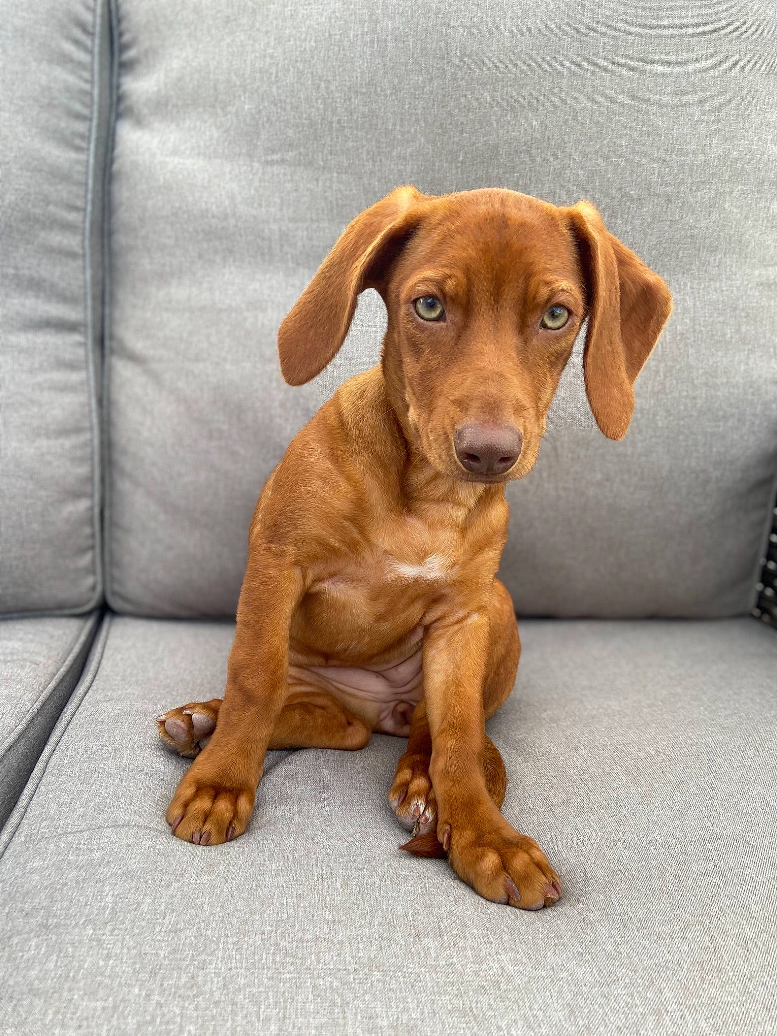 Jayda is registered to the contest to win money with this photo: canidae, carnivore, comfort, companion_dog, couch, dog, dog_breed, eye, fawn, fur, hound, liver, paw, puppy, snout, sporting_group, terrestrial_animal, whiskers, wood, working_animal