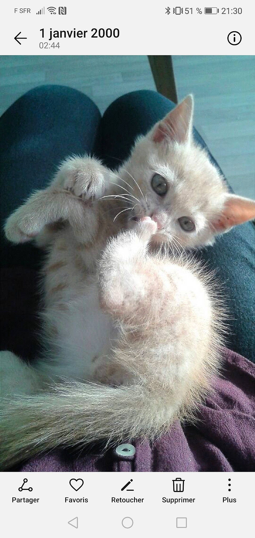 Oliver participe au concours pour gagner de l'argent avec cette photo : carnivore, cat, cat_toy, claw, comfort, domestic_short_haired_cat, ear, fawn, felidae, fur, paw, small_to_medium_sized_cats, snout, tail, whiskers