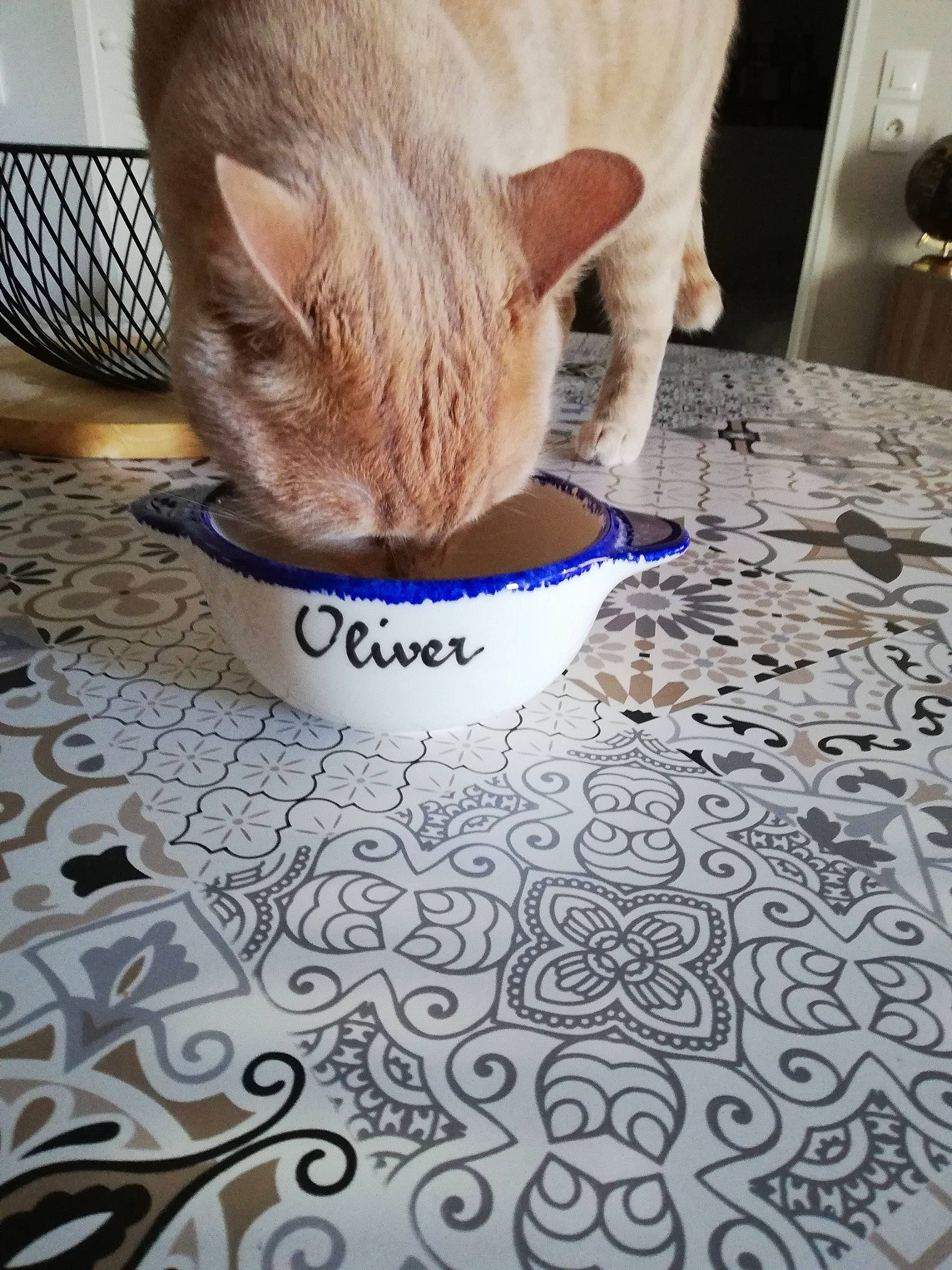 Oliver a rejoint le concours — aidez-le/la à gagner de superbes lots ! carnivore, cat, comfort, domestic_short_haired_cat, fawn, felidae, flooring, font, fur, human_leg, linens, paper, pattern, small_to_medium_sized_cats, tablecloth, tail, textile, whiskers, white, wood