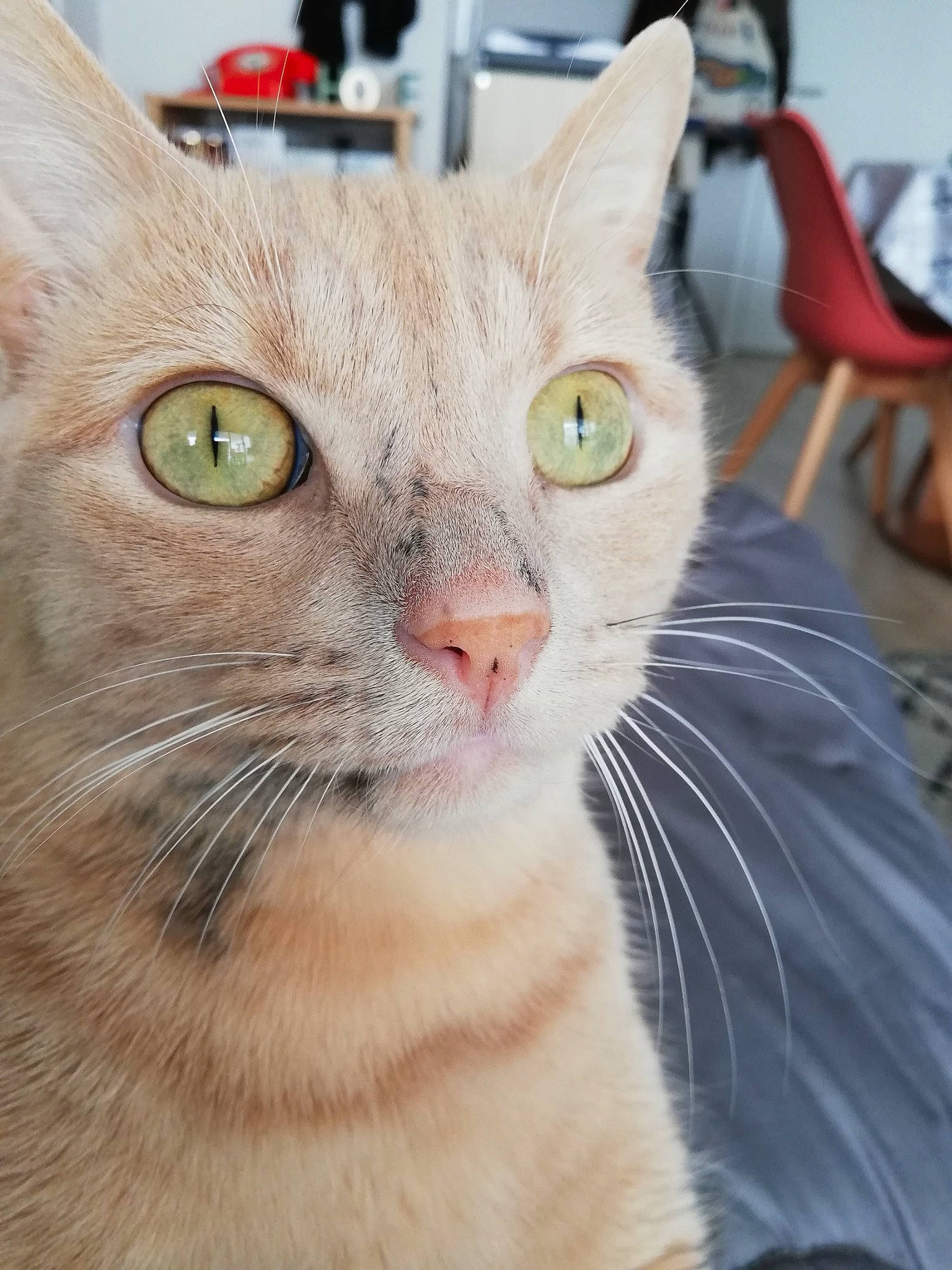 Oliver a rejoint le concours — aidez-le/la à gagner de superbes lots ! carnivore, cat, chair, close_up, collar, domestic_short_haired_cat, felidae, fur, small_to_medium_sized_cats, snout, terrestrial_animal, whiskers, window