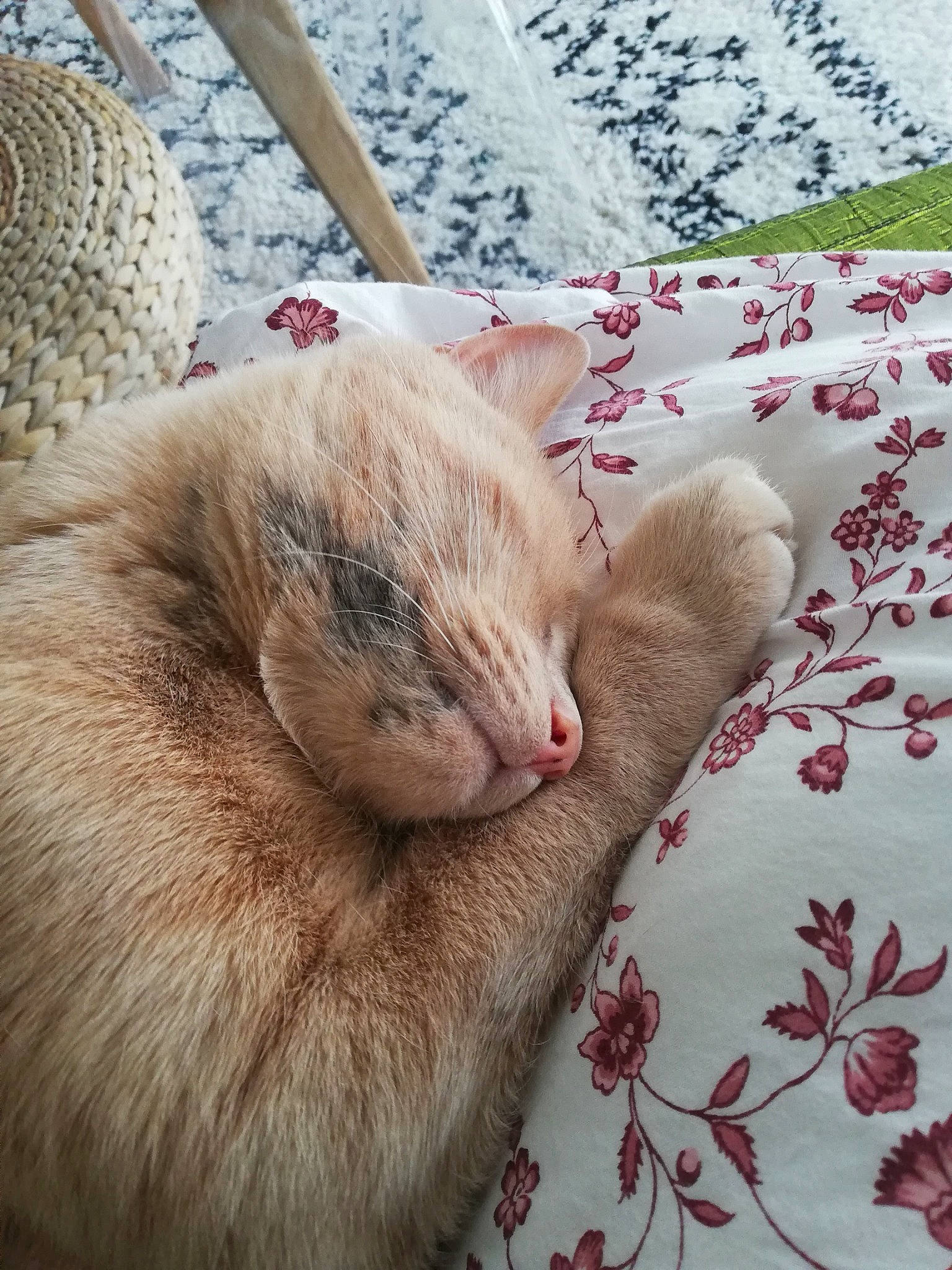 Oliver participe au concours pour gagner de l'argent avec cette photo : carnivore, cat, claw, comfort, domestic_short_haired_cat, fawn, felidae, fur, linens, nail, nap, pattern, paw, rabbits_and_hares, sleep, small_to_medium_sized_cats, tail, terrestrial_animal, whiskers, wool