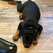 Spazz joined the competition — help win amazing prizes! puppy, dog, black, tan, floor, wooden_floor, lying_down, pet, indoor, leather_chair, sleepy, relaxed, animal, canine, young_dog, collar, furniture, brown, black_and_tan, domestic_animal