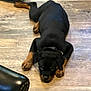 puppy, dog, black, tan, floor, wooden_floor, lying_down, pet, indoor, leather_chair, sleepy, relaxed, animal, canine, young_dog, collar, furniture, brown, black_and_tan, domestic_animal
