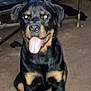 Spazz joined the competition — help win amazing prizes! dog, rottweiler, indoor, tongue_out, pet, animal, canine, sitting, brown_and_black, carpet, table, furniture, playful, friendly, domestic, companion, blurred, cute, household, mammal
