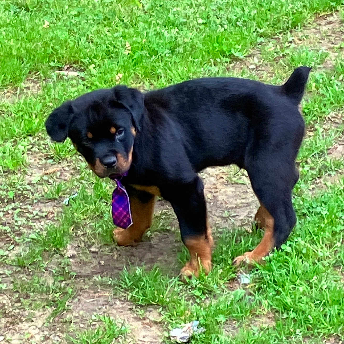 Spazz is registered to the contest to win money with this photo: animal, black, brown, canine, collar, cute, dog, fur, grass, ground, nature, outdoor, pet, playful, puppy, rottweiler, standing, summer, tie, young
