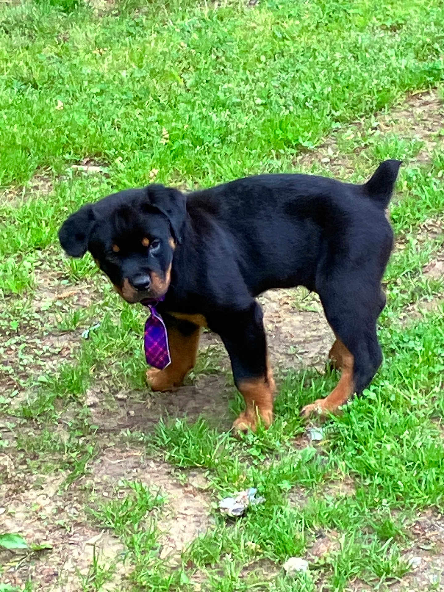 Spazz is registered to the contest to win money with this photo: puppy, rottweiler, dog, grass, tie, outdoor, young, black, brown, pet, animal, cute, standing, nature, fur, canine, playful, collar, ground, summer