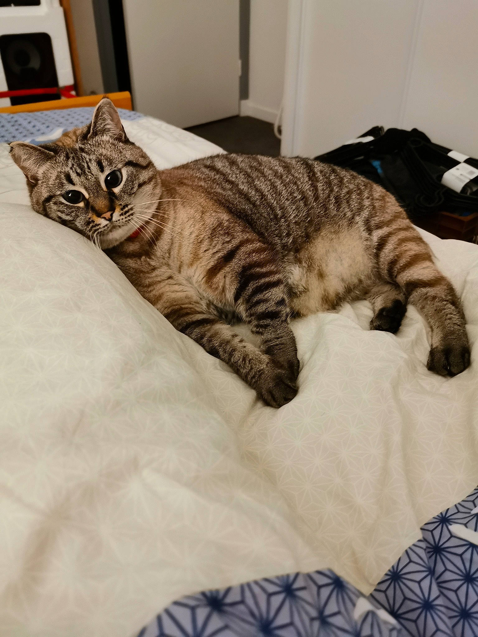 Galipette participe au concours pour gagner de l'argent avec cette photo : carnivore, cat, claw, comfort, domestic_short_haired_cat, felidae, fur, linens, mammal, nap, pattern, paw, room, small_to_medium_sized_cats, snout, tail, textile, vertebrate, whiskers, wood