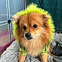 dog, pomeranian, fluffy, orange_fur, green_hood, costume, pet_bed, plush_blanket, indoor, portrait, brown_eyes, black_nose, whiskers, ears, cozy, small_pet, grooming, metal_crate, towel, closeup