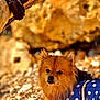 dog, pomeranian, canine, small_dog, life_jacket, polka_dot, beach, pebble, rocks, fur, wet_fur, brown_fur, ears, paws, close_up, portrait, outdoor, sunlight, coat, looking_at_camera