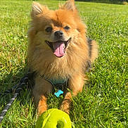 Elio participe au concours pour gagner de l'argent avec cette photo : dog, pomeranian, grass, toy_ball, green_ball, tongue_out, happy, pet, leash, collar, outdoor, sunlight, close_up, portrait, play, fur, smile, nature, park, field