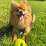 dog, pomeranian, grass, toy_ball, green_ball, tongue_out, happy, pet, leash, collar, outdoor, sunlight, close_up, portrait, play, fur, smile, nature, park, field
