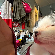 Miss Kittie joined the competition — help win amazing prizes! cat, kitten, fluffy, closeup, whiskers, fur, sleepy, face, nose, eyes, pet, animal, indoor, bedroom, clothing, wardrobe, bags, cables, household, selfie
