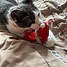 Miss Kittie is registered to the contest to win money with this photo: animal, bed, blanket, cat, closeup, cozy, cute, feline, fur, gnome, gray_cat, indoor, paw, pet, playful, red_toy, resting, toy, whiskers, white_cat
