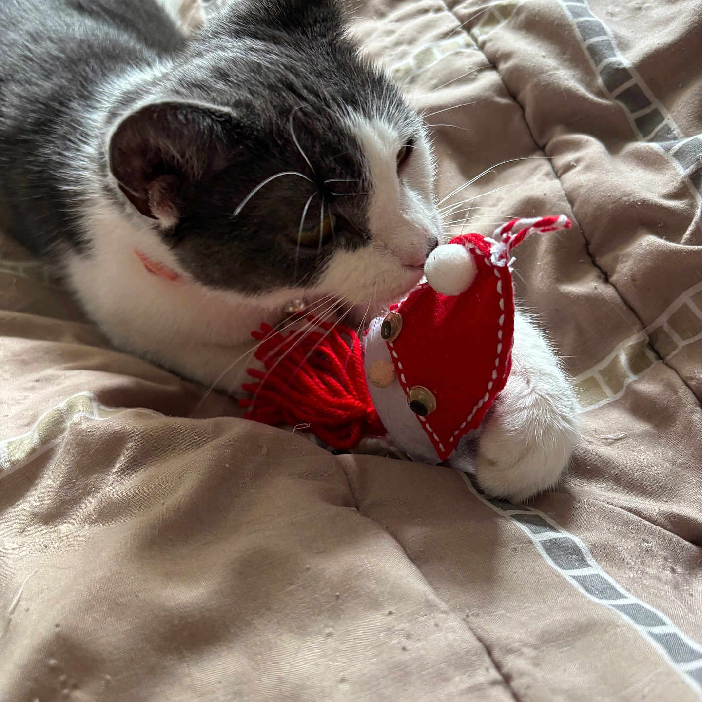 Miss Kittie