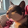 Miss Kittie is registered to the contest to win money with this photo: cat, calico_cat, pet, animal, feline, closeup, portrait, whiskers, ears, eyes, collar, bell, fur, tri_color, black_fur, white_fur, orange_fur, blanket, indoor, window