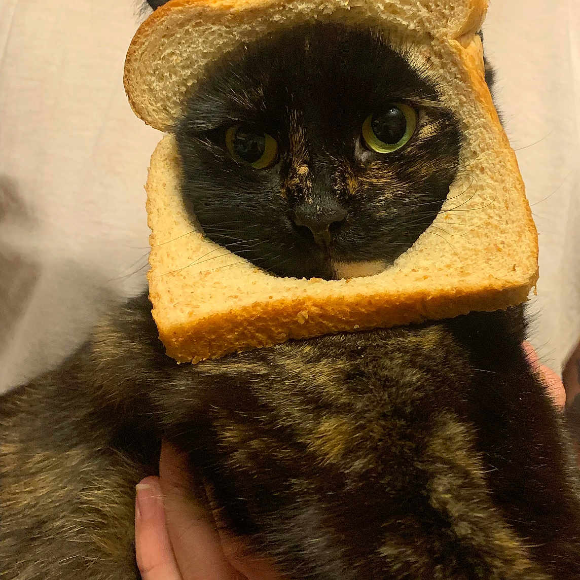 Beetle is registered to the contest to win money with this photo: cat, tortoiseshell, bread, slice_of_bread, pet, animal, face, ears, person, hand, holding, white_shirt, indoor, close_up, cute, funny, portrait, fur, domestic_cat, expression