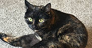 Beetle joined the competition — help win amazing prizes! cat, tortoiseshell, pet, animal, carpet, indoor, fur, green_eyes, resting, cute, feline, whiskers, playful, toy, relaxed, domestic, curious, closeup, mammal, cozy
