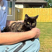 Beetle joined the competition — help win amazing prizes! cat, tortoiseshell_cat, person, outdoor, sunlight, fence, house, grass, pet, animal, holding, casual_clothing, beard, window, daytime, relaxing, greenery, garden, human_arm, blue_pants