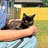 cat, tortoiseshell_cat, person, outdoor, sunlight, fence, house, grass, pet, animal, holding, casual_clothing, beard, window, daytime, relaxing, greenery, garden, human_arm, blue_pants
