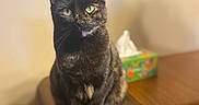Beetle is registered to the contest to win money with this photo: animal, black, blurred_background, brown, cat, close_up, curious, domestic_cat, feline, furniture, green_eyes, home, indoor, looking, pet, sitting, table, tissue_box, tortoiseshell_cat, wooden_table