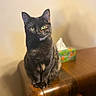 Beetle is registered to the contest to win money with this photo: cat, tortoiseshell_cat, indoor, table, wooden_table, tissue_box, green_eyes, pet, animal, feline, sitting, looking, curious, domestic_cat, close_up, furniture, home, blurred_background, brown, black
