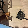 dog, cat, floor, wooden_floor, shadow, chair, pet, indoor, brown_dog, black_cat, looking_up, curious, animal, domestic_animal, feline, canine, flooring, light, yellow_eyes, small_dog