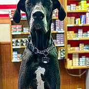 Gunner is registered to the contest to win money with this photo: american_flag, animal, background_blur, black_and_white, collar, dog, domestic_animal, focused, furniture, great_dane, indoor, large_dog, looking_at_camera, metal_chain, pet, portrait, shelf, store, tag, wood_paneling