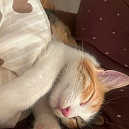 Lia participe au concours pour gagner de l'argent avec cette photo : cat, kitten, calico, sleeping, paw, pink_nose, whiskers, blanket, bedding, heart_pattern, polka_dot, close_up, indoor, cozy, fur, ear, nap, pet, soft, portrait