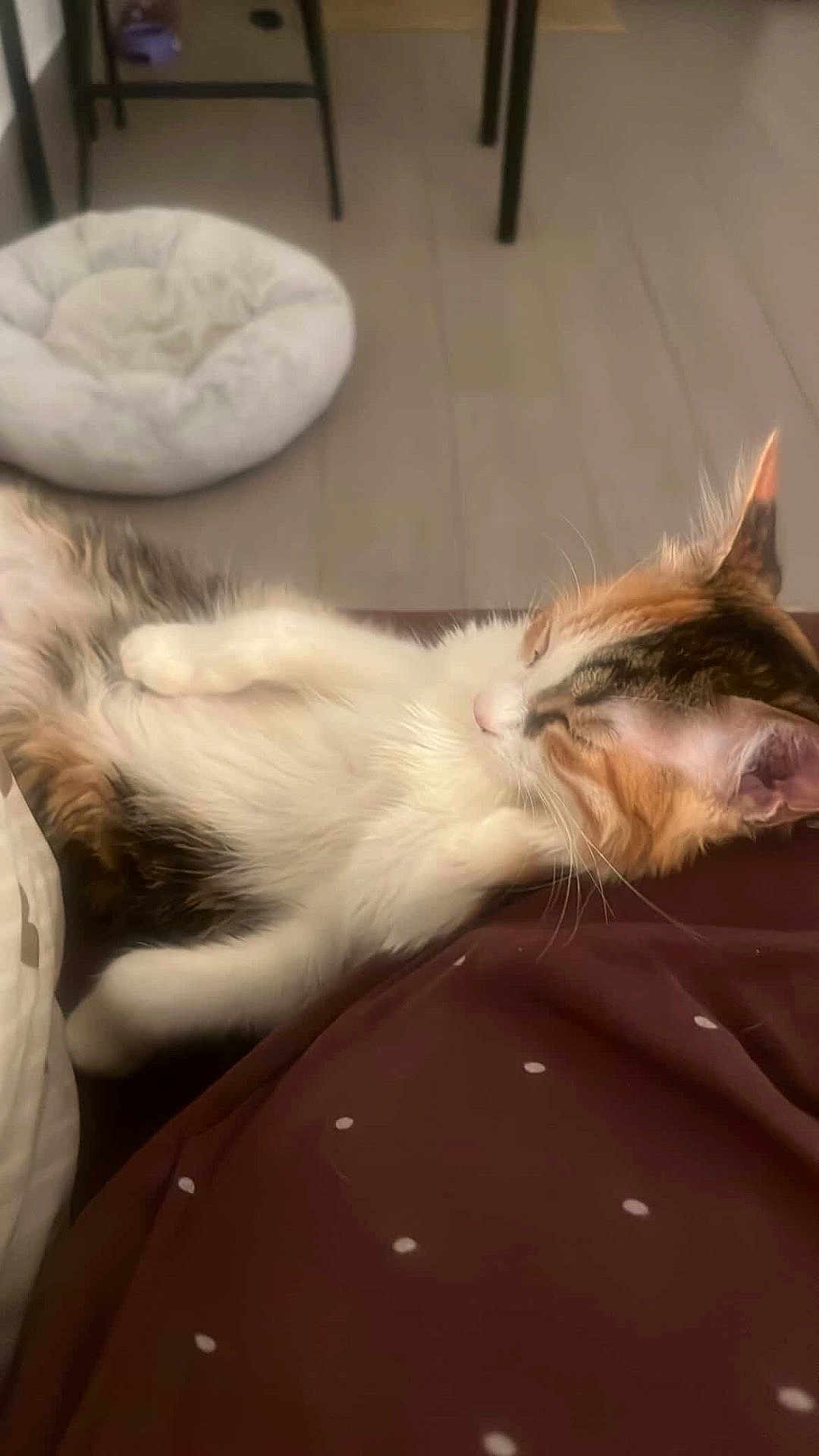 Lia a rejoint le concours — aidez-le/la à gagner de superbes lots ! cat, kitten, calico, sleeping, pet_bed, indoor, fur, whiskers, paws, cozy, relaxation, floor, blanket, closeup, portrait, domestic_animal, home_interior, feline, cute, resting