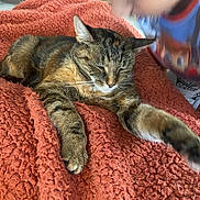 Orphée participe au concours pour gagner de l'argent avec cette photo : cat, tabby_cat, blanket, orange_blanket, stretching, indoor, child, blurred, cozy, furniture, floor, relaxing, pet, animal, cute, furry, paw, face, home, casual