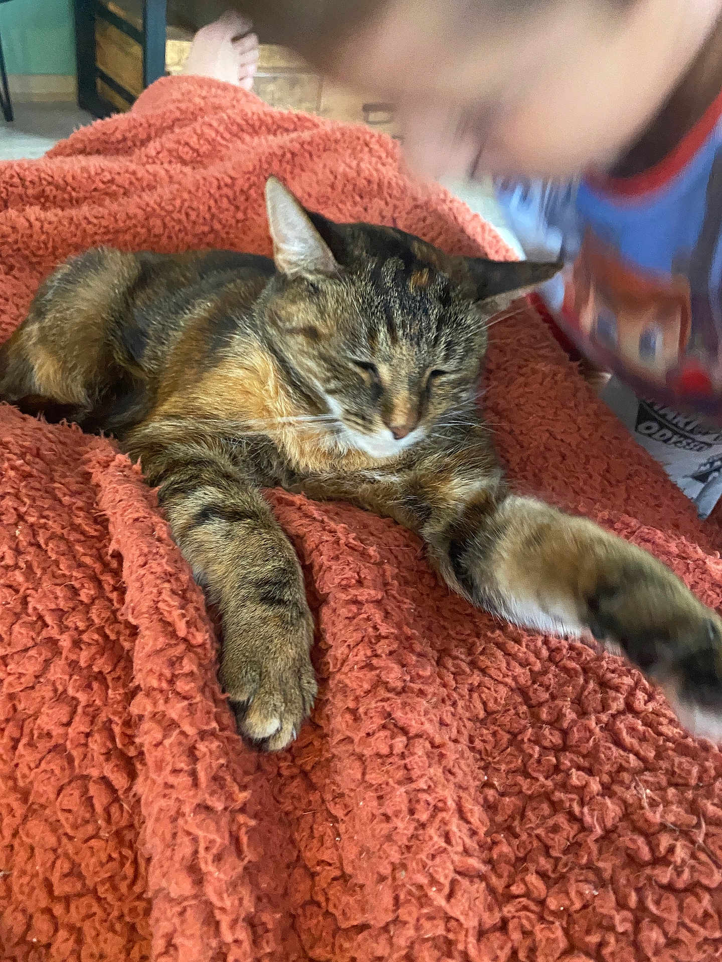 Orphée participe au concours pour gagner de l'argent avec cette photo : cat, tabby_cat, blanket, orange_blanket, stretching, indoor, child, blurred, cozy, furniture, floor, relaxing, pet, animal, cute, furry, paw, face, home, casual