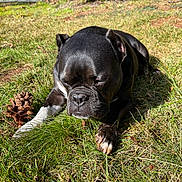 Gus is registered to the contest to win money with this photo: dog, black_dog, grass, outdoor, pine_cone, sunlight, pet, animal, nature, relaxing, lying_down, daylight, muzzle, paw, ears, snout, canine, close_up, summer, peaceful