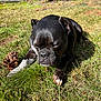 dog, black_dog, grass, outdoor, pine_cone, sunlight, pet, animal, nature, relaxing, lying_down, daylight, muzzle, paw, ears, snout, canine, close_up, summer, peaceful