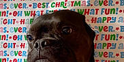 Gus is registered to the contest to win money with this photo: dog, face, wrapping_paper, christmas, holiday, festive, colorful, text, background, cute, pet, black_dog, expression, hole, paper, indoor, closeup, fun, celebration, animal