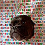 dog, face, wrapping_paper, christmas, holiday, festive, colorful, text, background, cute, pet, black_dog, expression, hole, paper, indoor, closeup, fun, celebration, animal