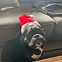 Gus is registered to the contest to win money with this photo: dog, santa_hat, black_dog, white_chest, pet, indoor, living_room, couch, blanket, wooden_table, floor, holiday, christmas, festive, canine, cute, looking_up, cozy, fur, domestic_animal