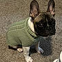 adorable, black_face, canine, carpet, companion, cute, dog, domestic_animal, ears, french_bulldog, green_sweater, indoor, knitted, looking_up, pet, puppy, sitting, small_dog, sweater, white_paws