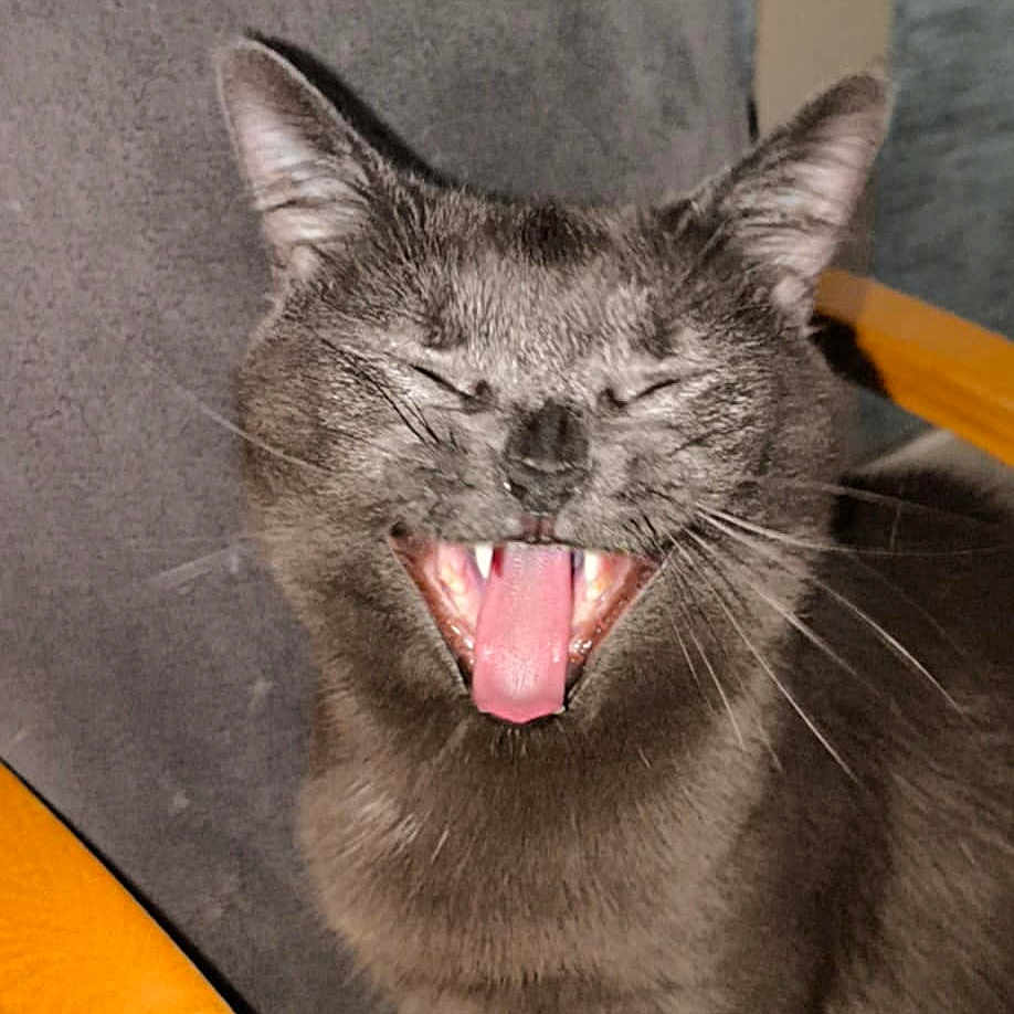 Umy a rejoint le concours — aidez-le/la à gagner de superbes lots ! animal, cat, chair, closed_eyes, closeup, cute, domestic_cat, expression, feline, fur, furniture, gray_cat, indoor, mouth_open, pet, sitting, tongue_out, whiskers, wooden_armrest, yawning