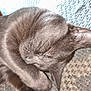 Umy participe au concours pour gagner de l'argent avec cette photo : animal, cat, close_up, cozy, cute, ear, feline, fur, gray_cat, indoor, nap, paw, pet, quiet, relaxed, resting, sleeping, soft, texture, whiskers