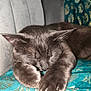 Umy a rejoint le concours — aidez-le/la à gagner de superbes lots ! animal, blanket, cat, closeup, comfort, couch, cozy, domestic_cat, feline, fur, grey_cat, household, indoor, nap, paws, pet, relaxation, resting, sleeping, whiskers