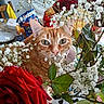 animal, babys_breath, cat, closeup, curious, cute, domestic, face, feline, flowers, greenery, indoor, kitchen, leaf, nature, orange_tabby, pet, plant, roses, table
