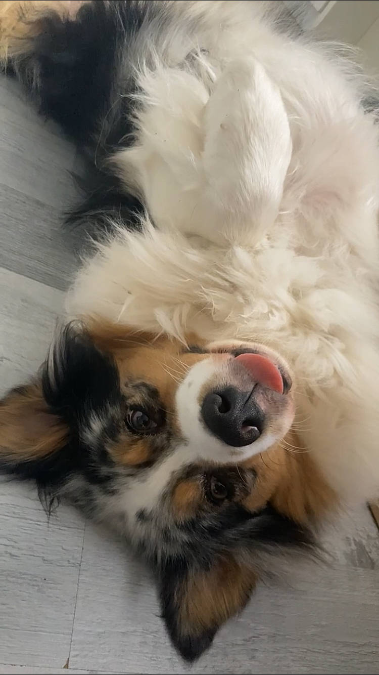 Pénélope a rejoint le concours — aidez-le/la à gagner de superbes lots ! canidae, carnivore, companion_dog, dog, dog_breed, dog_supply, ear, fawn, fur, nose, paw, puppy, snout, sporting_group, sunglasses, terrestrial_animal, terrier, toy_dog, whiskers, working_animal