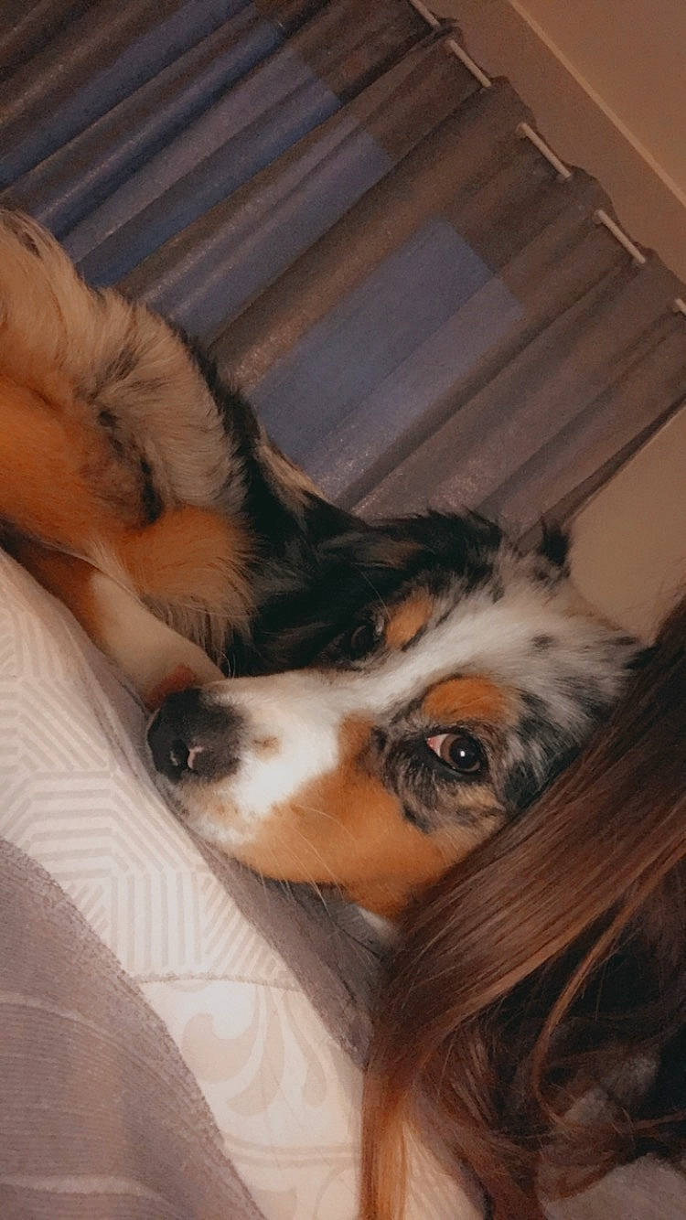 Pénélope a rejoint le concours — aidez-le/la à gagner de superbes lots ! canidae, carnivore, comfort, companion_dog, dog, dog_breed, ear, fawn, fur, human_body, leg, nap, nose, paw, sleep, snout, sporting_group, toy_dog, whiskers, wood