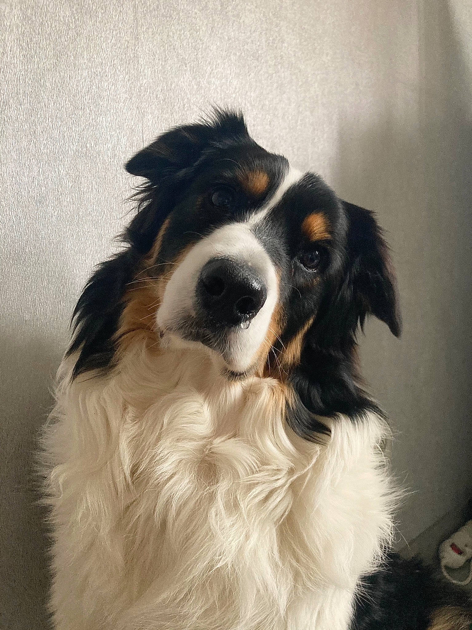 Nouki a rejoint le concours — aidez-le/la à gagner de superbes lots ! carnivore, companion_dog, dog, dog_breed, fur, snout, sporting_group, whiskers, working_dog