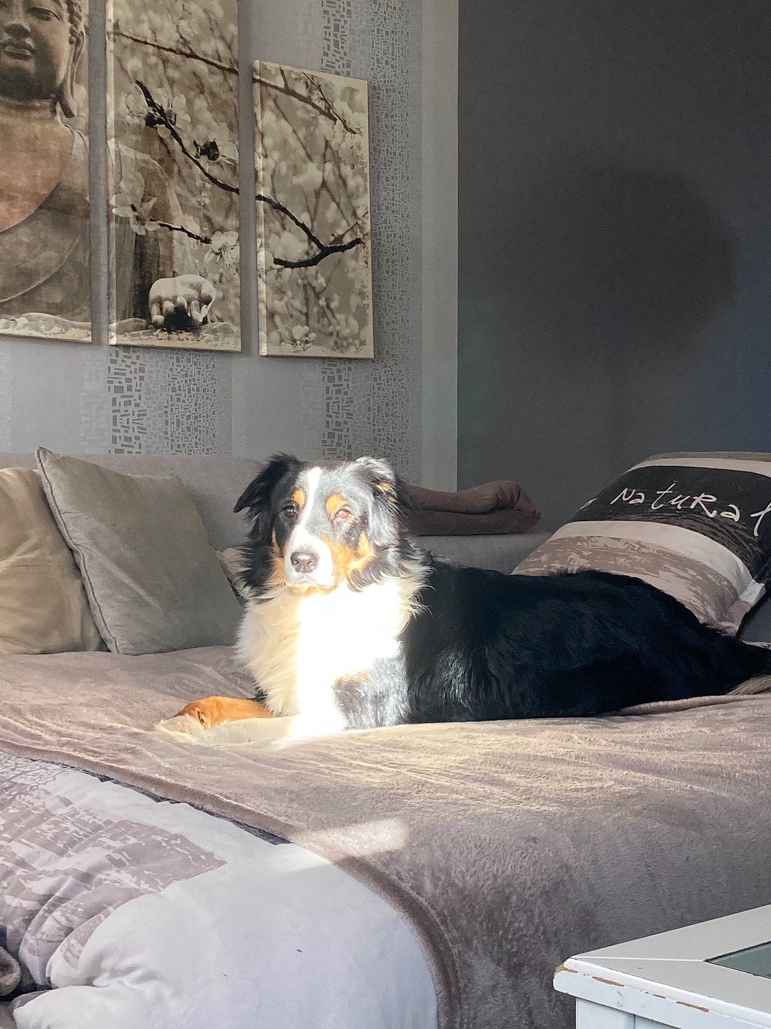 Nouki a rejoint le concours — aidez-le/la à gagner de superbes lots ! canidae, carnivore, comfort, companion_dog, couch, dog, dog_breed, floor, flooring, fur, grey, hardwood, house, linens, living_room, room, sitting, sporting_group, studio_couch, tints_and_shades