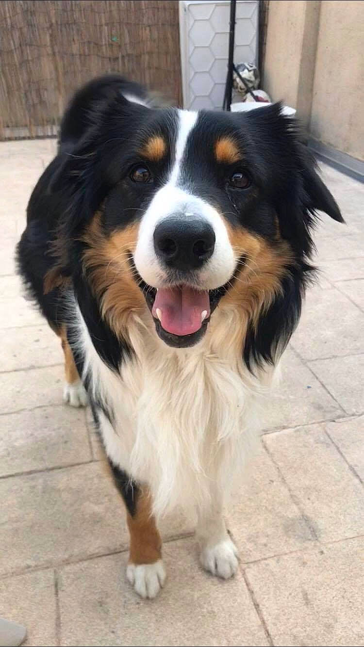 Nouki a rejoint le concours — aidez-le/la à gagner de superbes lots ! bernese_mountain_dog, carnivore, companion_dog, dog, dog_breed, fur, snout, sporting_group, whiskers, working_dog