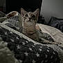 animal, bed, blanket, cat, cozy, curious, domestic_cat, feline, furniture, gray_tabby, home, indoor, kitten, pet, resting, room, soft_lighting, star_pattern, television, young_cat