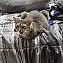backpack, bed, bedding, bedroom, blanket, cat, cozy, ears, feline, fur, gray_fur, indoor, loaf, meowing, pet, pillow, portrait, striped_pattern, tabby_cat, whiskers